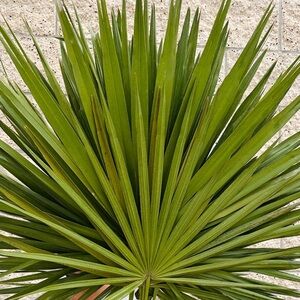 Fresh Cut Green Palm Fronds Decor👌🏽 for weddings & bridal & even baby showers